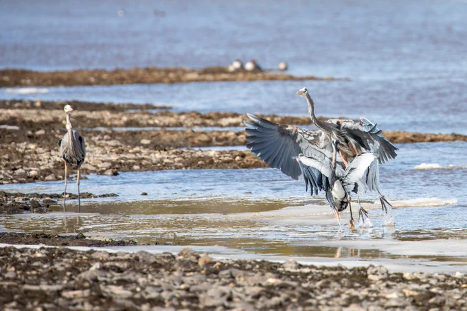 two large birds (light blue in color) fighting on the shoreline of a river. A third great blue heron can be seen in the background looking at the dispute.