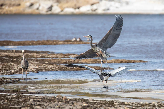 two large birds (light blue in color) fighting on the shoreline of a river. A third great blue heron can be seen in the background looking at the dispute.