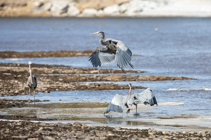 two large birds (light blue in color) fighting on the shoreline of a river. A third great blue heron can be seen in the background looking at the dispute.
