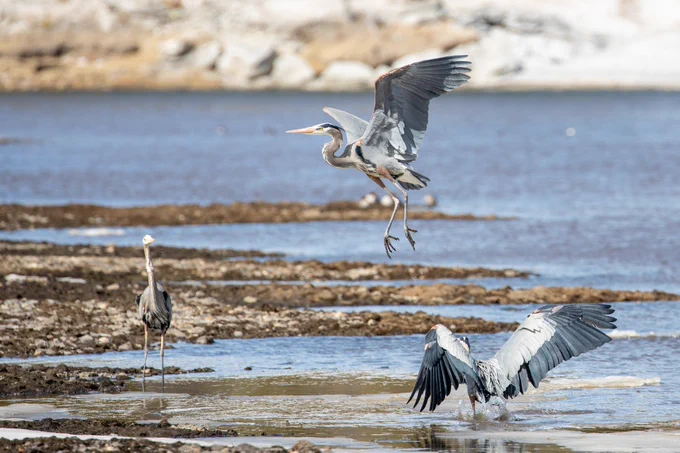 two large birds (light blue in color) fighting on the shoreline of a river. A third great blue heron can be seen in the background looking at the dispute.