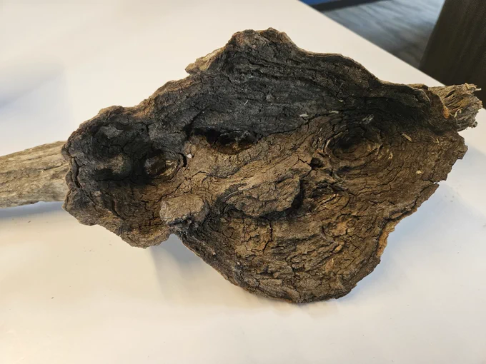 unidentifiable growth on a small piece of dark brown driftwood 