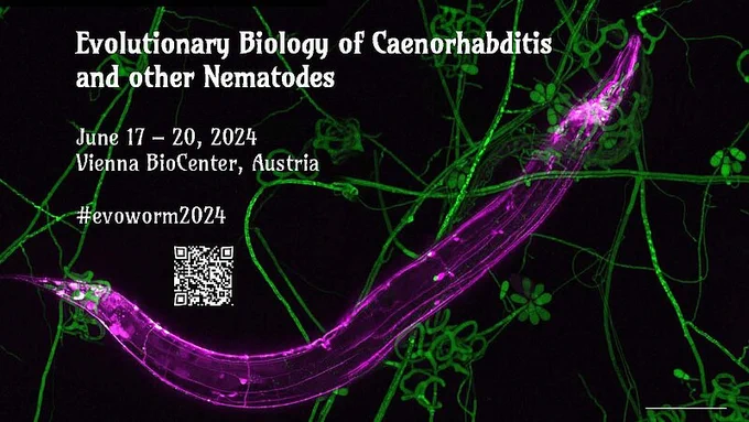 An EvoWorm2024 flyer with an image of a nematode and fungi.