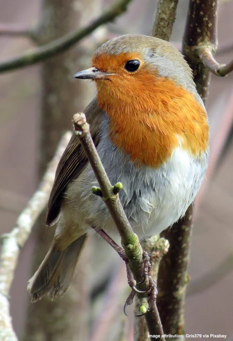 A single robin sits on a tree branch with budding leaves.