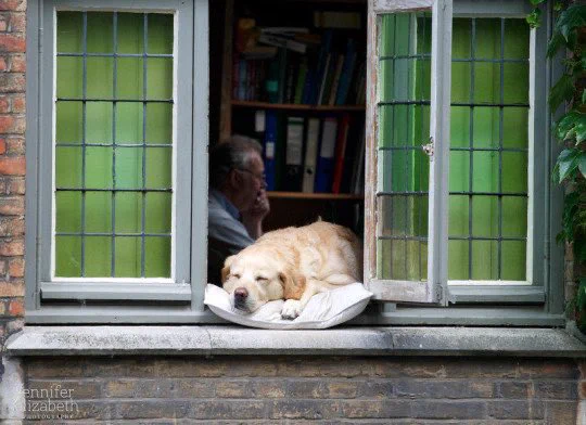 fidele is asleep in his spot. over his shoulder, inside the home, a person rests their head in their hand and seems to be hard at work, surrounded by books and binders on their shelves.