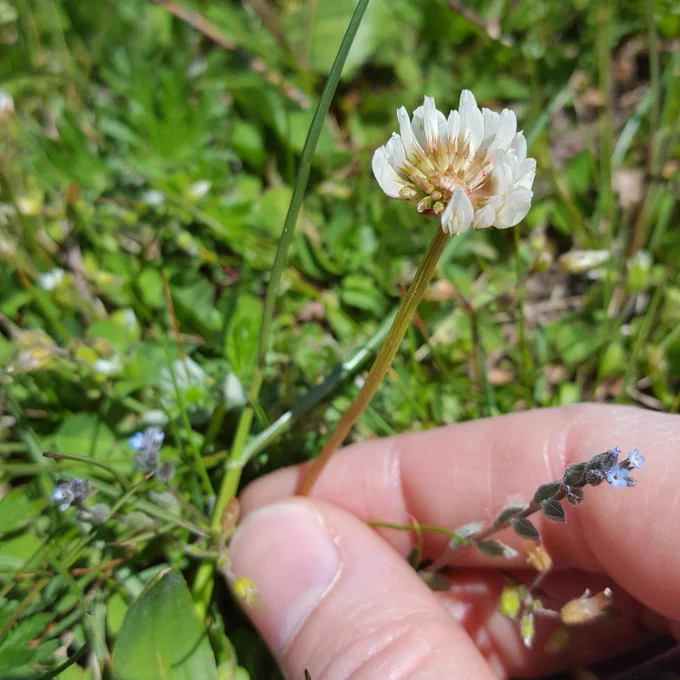 My hand holding the stem of a clover inflorescence with small white flowers