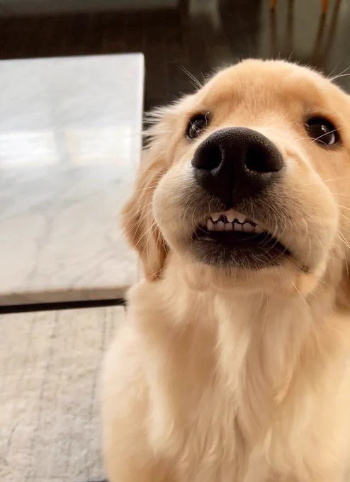 a golden retriever puppy sits and smiles up above the camera. her top lip is glued to her gums, so her jowls look a little puffed out, and her zigzagged little white teeth are on prime display. she is awaiting your praise.