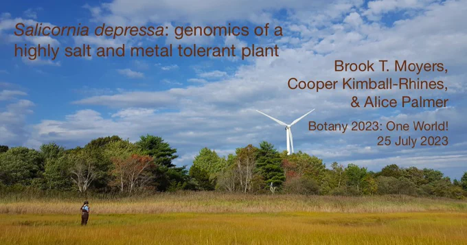 My title slide, a picture of PhD student Alice Palmer in a lovely Massachusetts salt marsh, with the title "Salicornia depressa: genomics of a highly salt and metal tolerant plant" and author names (Brook T. Moyers, Cooper Kimball-Rhines, and Alice Palmer) above the date and venue.