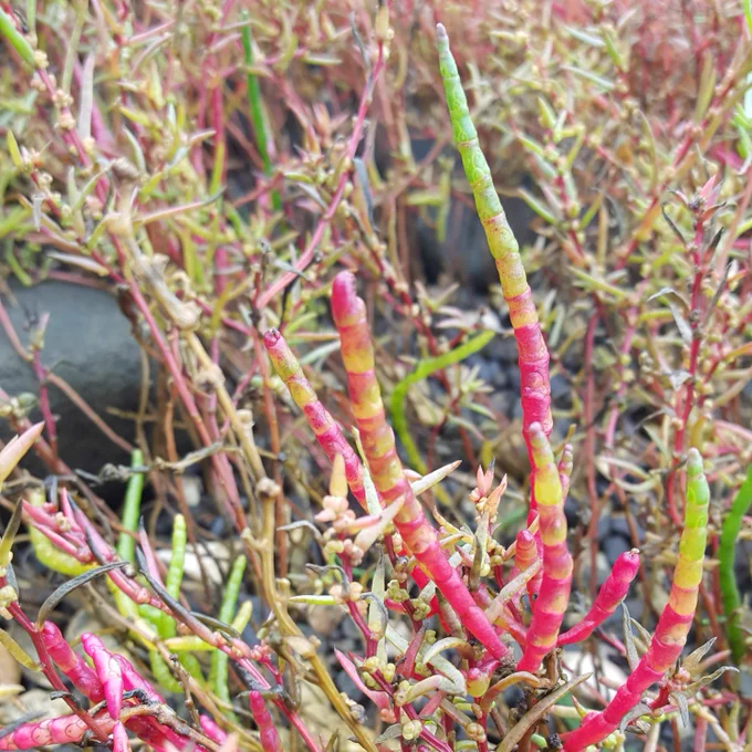 A green, yellow, and red Salicornia!