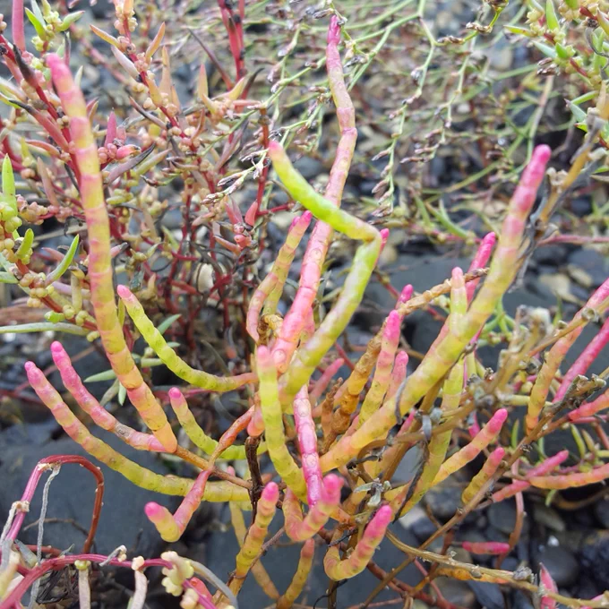 A pink, yellow, and green Salicornia!