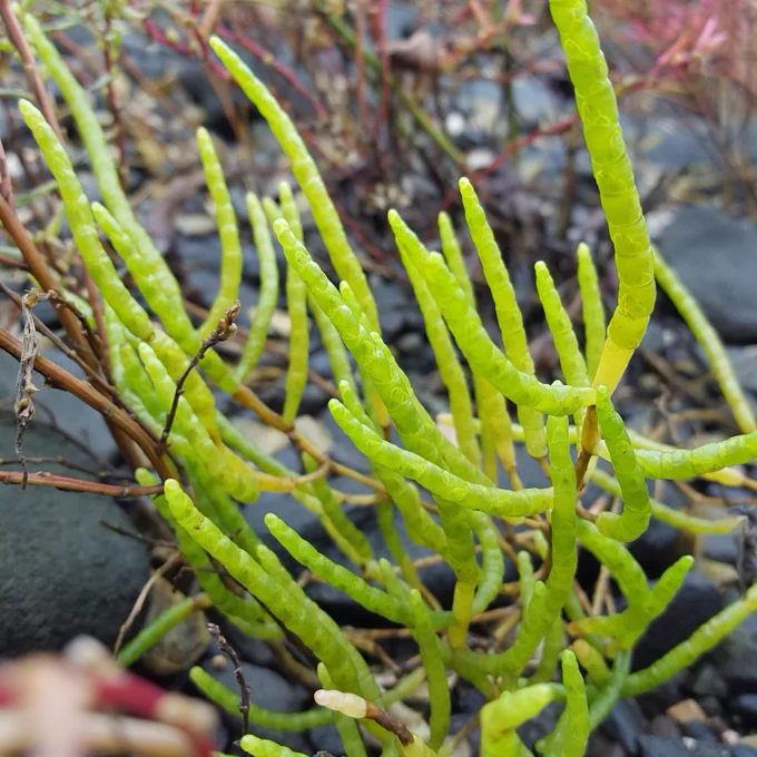 A green Salicornia!