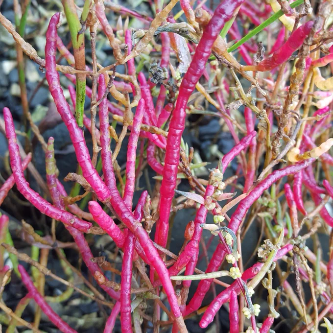 A vivid magenta Salicornia!