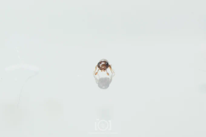 A miniscule wasp, seen from the front. She's brown, with black eyes, her antennae have a little ball on the end, and she has the silliest tiniest pair of mandibles one will ever see