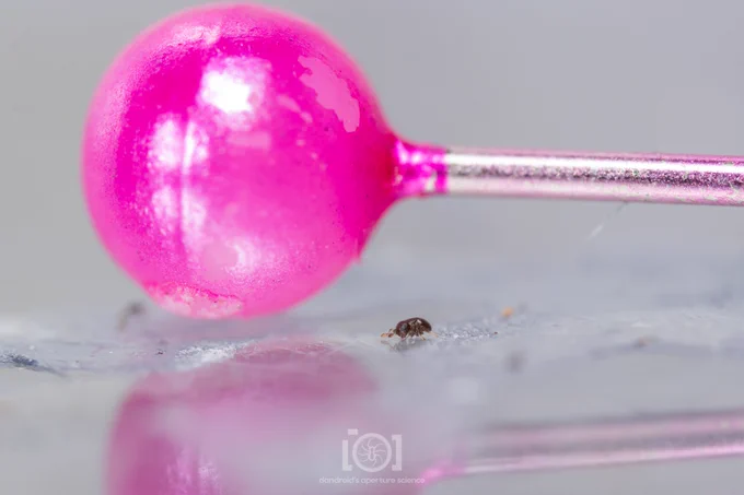 The nugget from the side, with a pink pinhead looming above her like a balloon over an ant