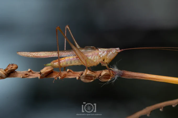 A shiny, slim, pale brown/pink katydid; wings significantly longer than the body. Perched on dry swamp grass of some sort, a few of the seeds underfoot