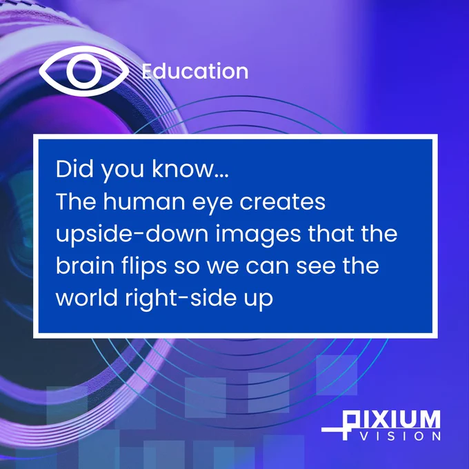 The human eye creates upside-down images that the brain flips so we can see the world right-side up.