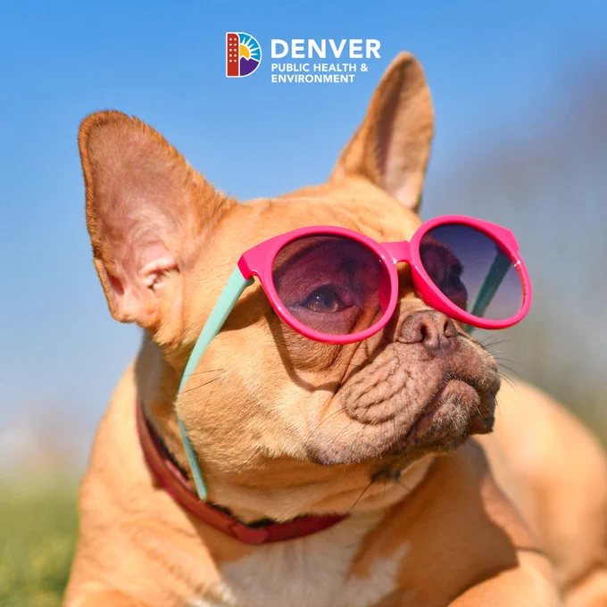 Tan colored french bulldog wearing a pair of pink and teal colored sunglasses