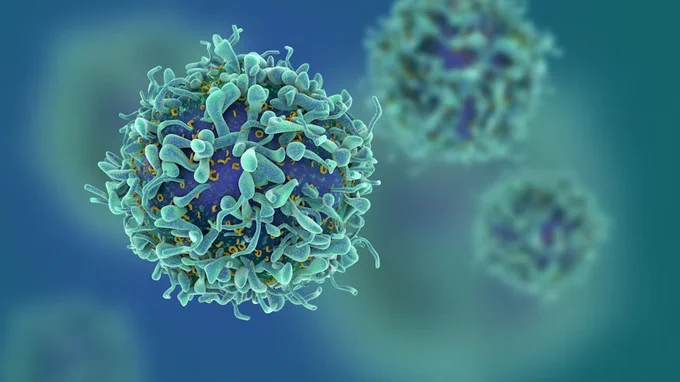 A 3D model of t cells 