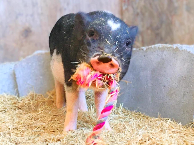 Baby Romeo the pig, holding one of his toys in his mouth