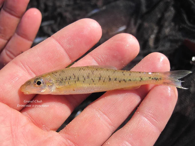 Gravel Chub, Erimystax x-punctatus. A small, benthic fish found in gravel bottom streams of Mississippi River tributary rivers