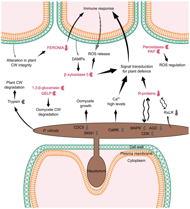 First communication events between host and pathogen: pathogen effectors (RxLR) are recognized by host R proteins leading to signal transduction activation, immune responses, and reactive oxygen species (ROS) release. ROS modulation is tightly controlled by the host peroxidases and purple acid phosphatase (PAP). Also, Plasmopara viticola is able to perceive host molecules activating signaling transduction pathways. Host cell wall alterations are promoted by the pathogen (serine proteases trypsin) and damage associated patterns (DAMPs) are generated and perceived by host FERONIA and β-xylosidase 5, leading also to an immune response activation. Secretion of oomycete cell wall (CW) degradation enzymes (e.g., 1,3-β-glucanases and GDSL esterase/lipase [GELP]) to the extracellular space is also promoted by the host as an attempt to arrest pathogen growth. Host proteins are represented in red; and pathogen proteins are represented in gray.