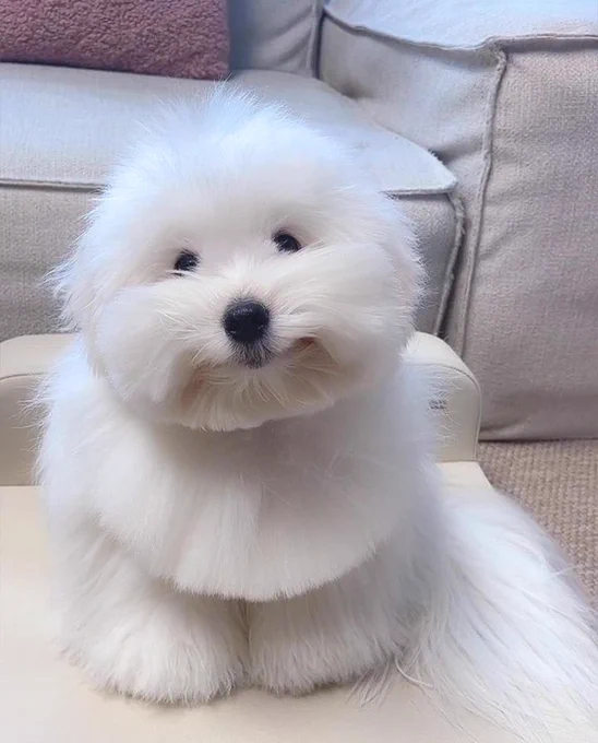 a fluffy white dog sits on a light-colored coffee table and cocks his head slightly at you. he has a vacant but cheerful expression on his face, and his fur is trimmed into neat ends, no shaggy bits for this pup. his eyes are slightly obscured by his robust white moustache.