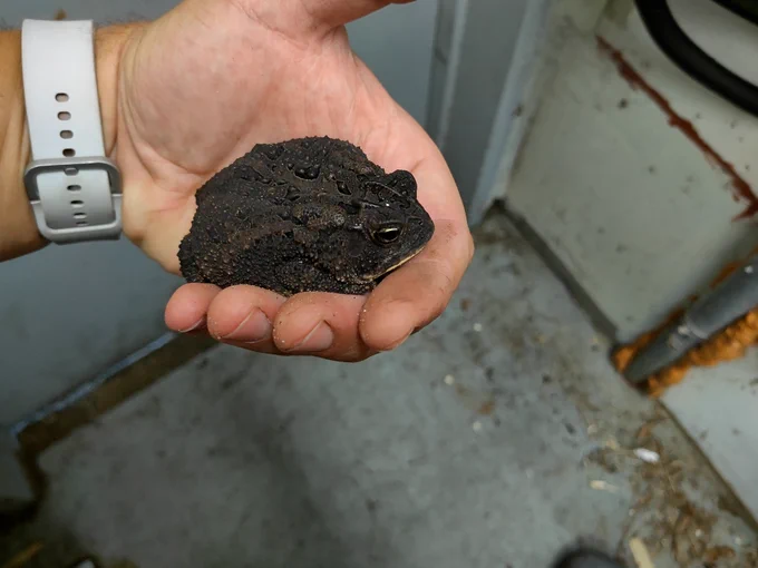 I'm holding a very, very chonky dark southern toad about the size of my palm