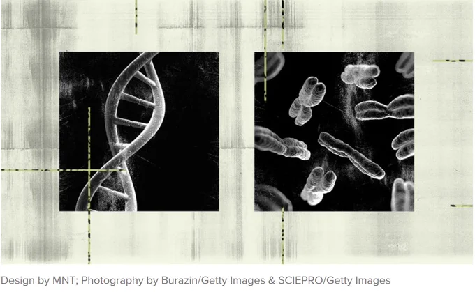 two microscopic photographs side by side. 1.) a strand of dna twisted to show the spiraling X formation. 2.) Chromosomes which are naturally shaped in the form of an X.