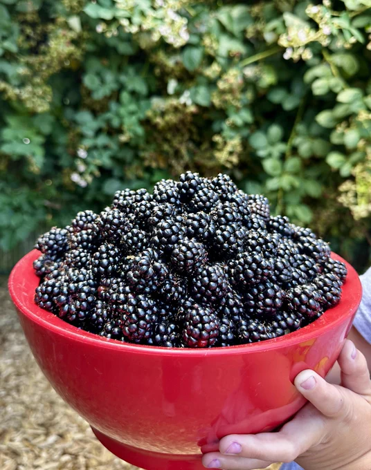 A big red bowl mounded with shiny plump blackberries with blurry green vines in the background.