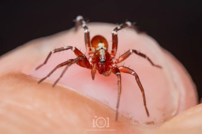 Bright red castianeira, ant mimic sac spider, penultimate male. He has a white stripe down his head, and white bands across his legs. He's cleaning one of his palps in his mouth, while resting on my fingernail. 