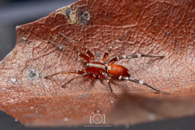 Top view, resting on a dried oak leaf 
