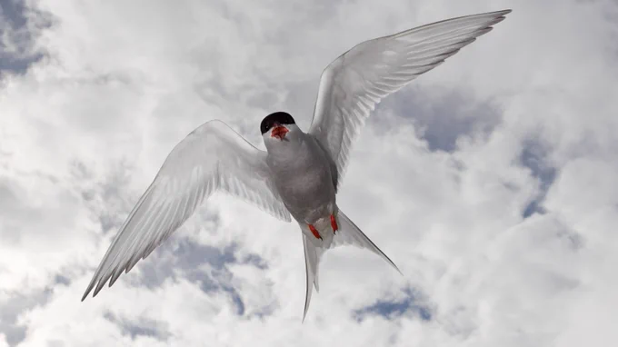 photo of arctic tern in flight