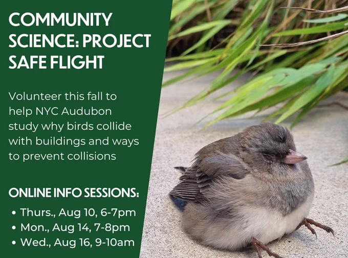 A photo of a small, puffy gray and white bird sits on the ground with its eyes closed. Overlayed on the leftside of the image is a dark green text box with words in white. The following words appear, from top to bottom: “COMMUNITY SCIENCE: PROJECT SAFE FLIGHT”, “Volunteer this fall to help NYC Audubon study why birds collide with buildings and ways to prevent collisions.”, “ONLINE INFO SESSIONS:”, “Thurs., Aug 10, 6-7pm”, “Mon., Aug 14, 7-8pm”, “Wed., Aug 16, 9-10am”.