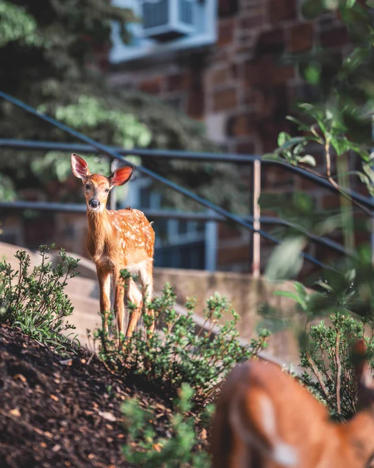 A young fawn standing on a hill with a staircase in the background. The fawn is looking at the camera.