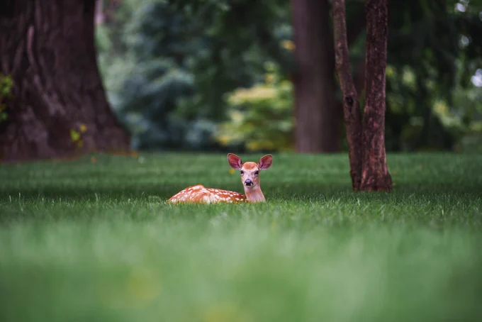 A young fawn laying in the grass looking at the camera.