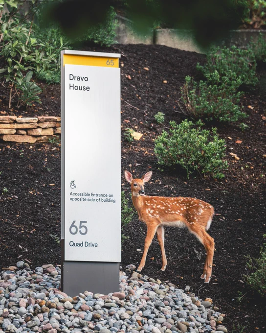 A young fawn stands next to the Dravo house sign.