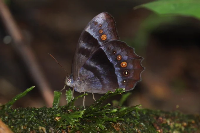 2018-06-23   by  antshrike
Thamyra Satyr
Taygetis thamyra
Amazonas, Colombia