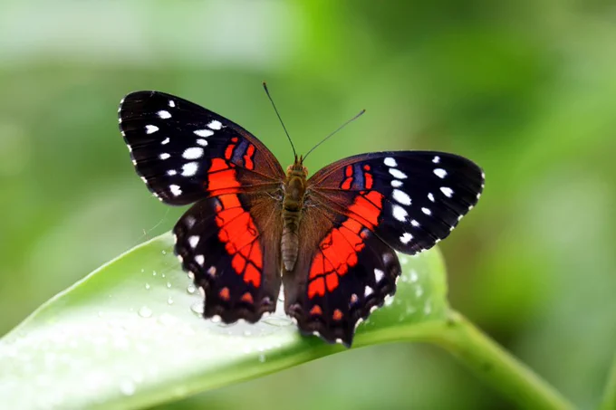 2018-06-23   by  antshrike
Red Peacock
Anartia amathea
Amazonas, Colombia