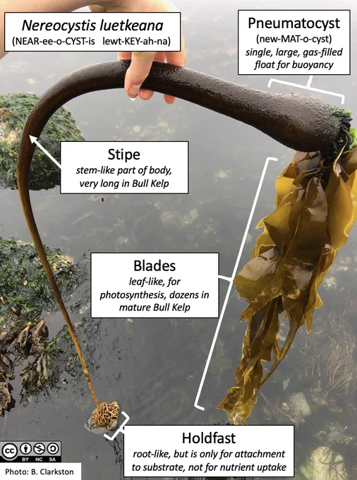 A mature Nereocystis luetkeana (NEAR-ee-o-CYST-is lewt-KEY-ah-na)  with labelled parts. Holdfast: root-like, but is only for attachment to substrate, not nutrient uptake; Stipe: stem-like part of body near base, very long in Nereocystis; Blade: leaf-like, primary region of photosynthesis, dozens in mature individuals; Pneumatocyst (new-MAT-o-cyst): single, large, gas-filled float for buoyancy.