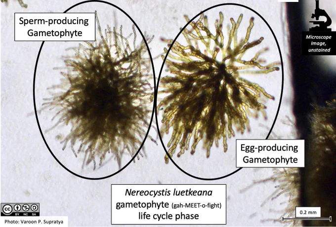 A collection of Nereocystis leutkeana individuals in the gametophyte (gah-MEET-o-fight) life cycle phase. The egg-and sperm-producing gametophytes can be distinguished by their different cell sizes: egg-producing gametophytes produce larger body cells. The cells have not been stained in this image, the colour is natural. The image has been taken with a microscope; all individuals pictured here are less than a millimeter in size. The labelled parts are: Sperm-producing gametophyte, Egg-producing gametophyte. 