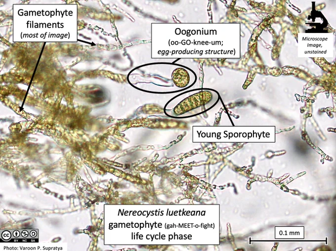 A collection of Nereocystis leutkeana individuals in the gametophyte (gah-MEET-o-fight) life cycle phase. An egg-producing structure, the oogonium (oo-GO-knee-um) is visible. One very young individual in the sporophyte life cycle stage is also visible. The sporophyte is formed when two gametes fuse, one sperm from a male gametophyte and one egg from a female gametophyte. The cells have not been stained, the colour is natural. The image has been taken with a microscope; all individuals pictured here are less than a millimeter in size. The labelled parts are: Gametophyte filaments, Oogonium, Young sporophyte.