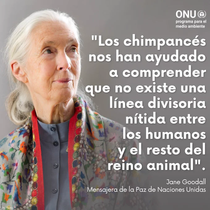 Los chimpancés nos han ayudado a comprender que no existe una línea divisoria nítida entre los humanos y el resto del reino animal. Jane Goodall, mensajera de la paz de Naciones Unidas (ONU).