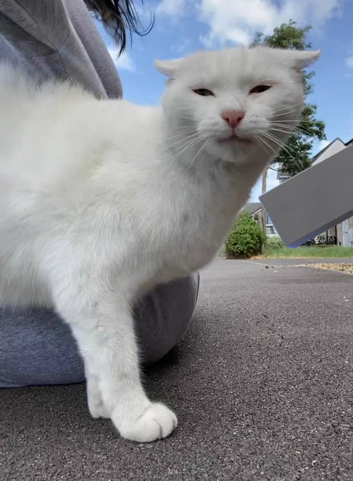 In this picture Stinky (a white cat with bright blue eyes) is looking towards the camera with her eyes partially shut. She’s coming into the image from the left side of the screen and her ears are flat, giving her head a square shape. In the background there is partially my shirt, and a blue sky.
