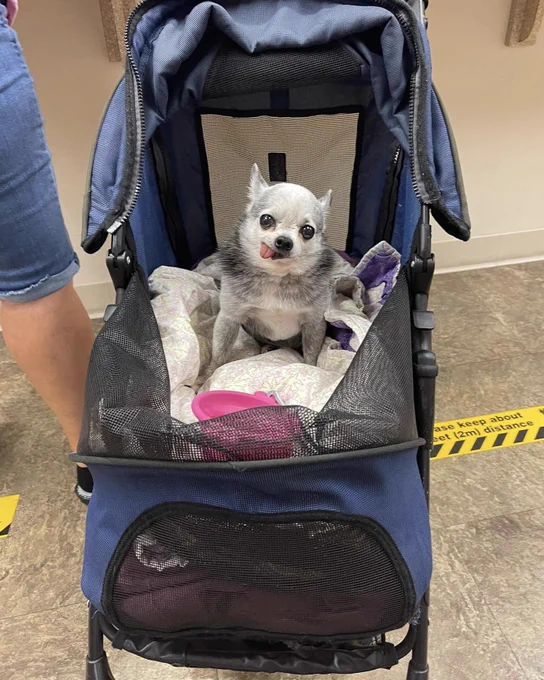 a little senior chihuahua sits in a blue stroller and looks at the camera. he is surrounded by a nest of blankets, burying his feet in coziness. his ears are slightly back, his eyes are slightly buggy, and his tongue is a perfect blep out the right side of his mouth.