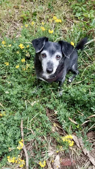 Goodbye Baci! I adore you and miss you terribly. I miss your pitter-patter, your Frito head, your loyalty, and your trust. Your warm and relaxed cuddles in my arms, your athleticism, and your comedy. The whole neighborhood loved u, swayed by your silly wagging swagger. 18 years old is a long run, but I wish I could double it. Everyone cuddle their creatures tonight! And maybe your humans too : )