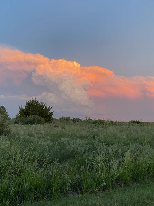 Cumulonimbus cloud over a field of sunflowers and bushes