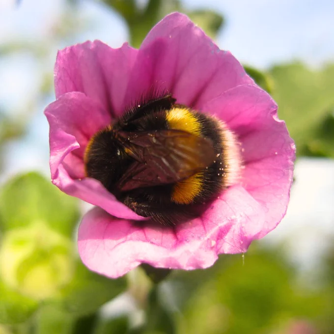 A Buff-tailed bumblebee male curled asleep in a pink flower.