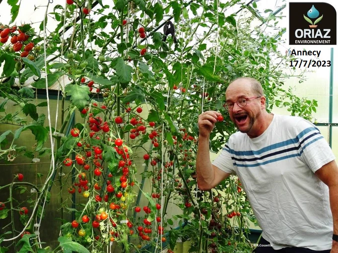 Les tomates arrosées avec le goutteur solaire ORIAZ sont prêtes à déguster à Annecy.   Tomatoes watered with the ORIAZ Solar-Dripper are ready to eat in Annecy.