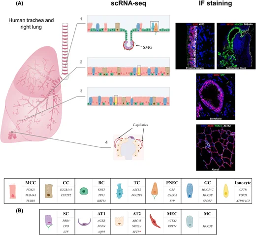 Cell populations in the human lower airways.
