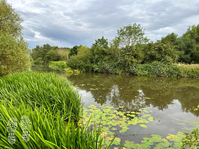 View over the River Medway from the river bank, with waterlily's floating on the surface 