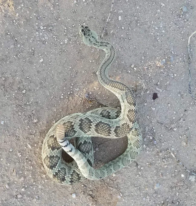 Mohave Rattlesnake (stocky tan rattlesnake with brown blotches on their back and a black and white banded tail) with the first 5 or 6 blotches fused into a stripe down his back